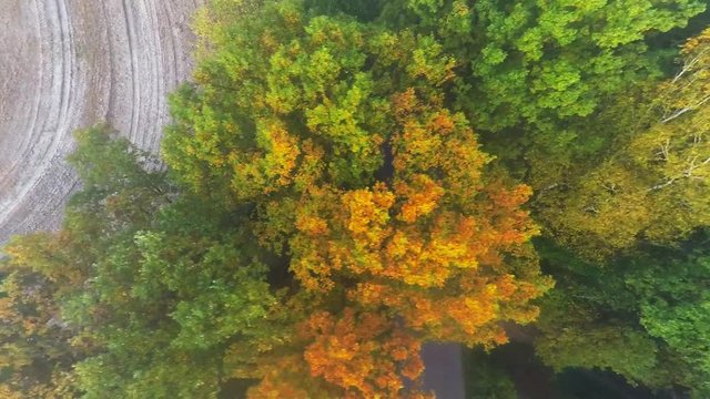 Aerial view of the forest with trees covered with yellow foliage, top view