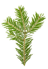 Spruce twig on a white background, close up