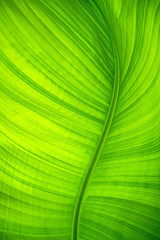 Elegant curved banana leaf. Background and texture.