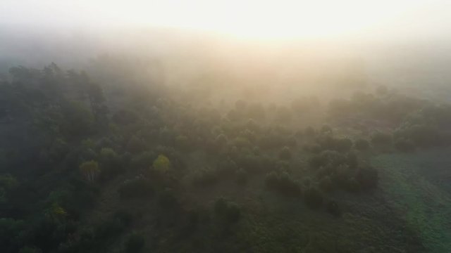 Aerial view of the forest with trees covered with yellow foliage, top view