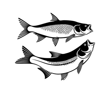 drawing asp fish