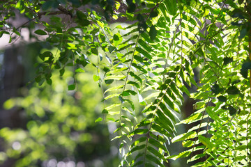 fern closeup under sun rise