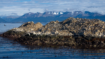 Fototapeta na wymiar Island of Birds, Beagle Channel, near Ushuaia, Tierra del Fuego, Argentina