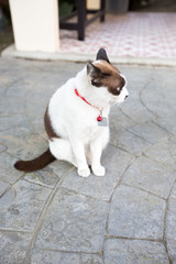 cute cat sitting on the road