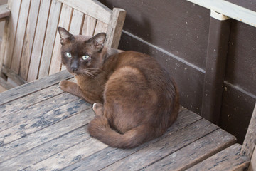 cute cat sitting on the road