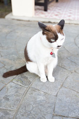 cute cat sitting on the road