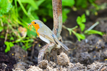 Garden Robin standing on garden fork with dug soil background