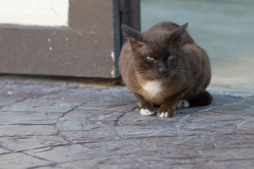 cute cat sitting on the road