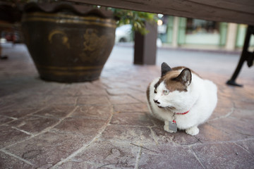 cute cat sitting on the road