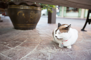 cute cat sitting on the road