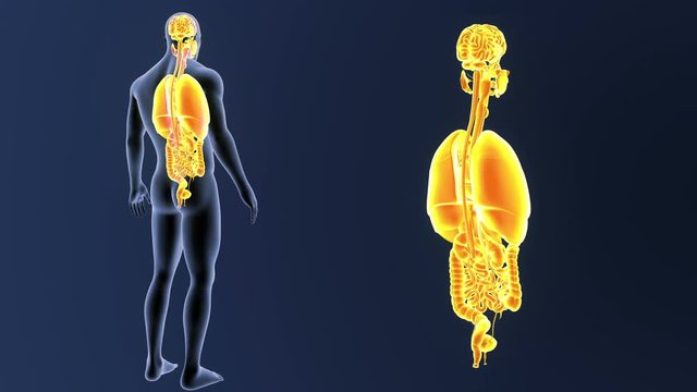 Organs zoom with Body