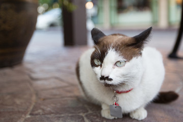 cute cat sitting on the road