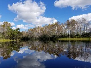 Fototapeta na wymiar picture of reflection in a swamp in Florida reserve