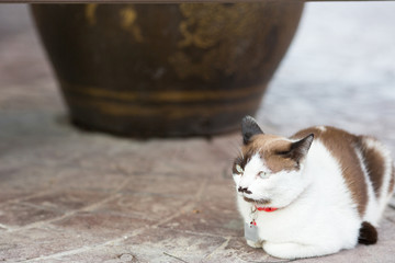 cute cat sitting on the road