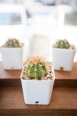 tiny cactus on wooden table