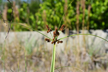 minimalists plant in Florida reserve