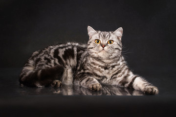 British tabby shorthair young cat with yellow eyes, britain kitten on black background