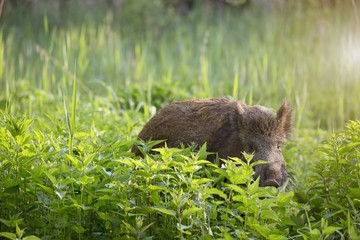 Wild boar - Sus scrofa. Walking in nature still life, marsh. Dense forest trees, reeds and grass, wild landscape. The natural scenery of Slovakia, Europe.