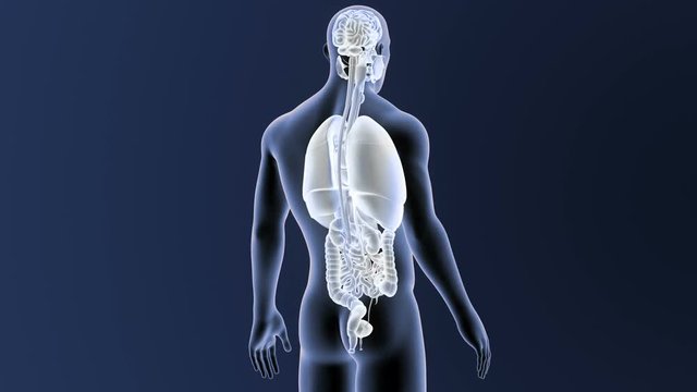 Organs with Body
