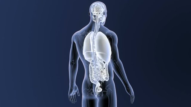 Organs with Skeleton