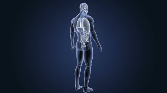 Organs with Anatomy