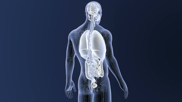 Organs with Anatomy