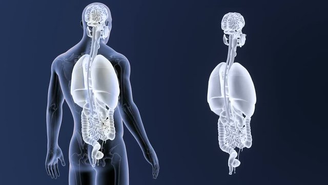 Organs zoom with Skeleton