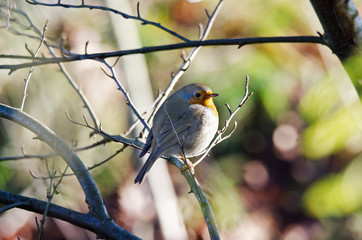 Rotkehlchen (Erithacus rubecula)