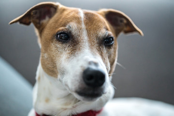 Jack Russell Terrier close up 