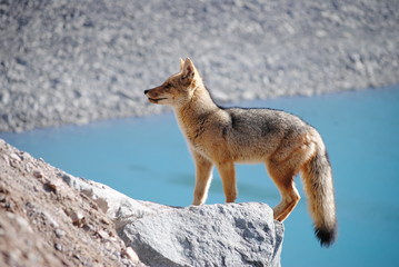 Wild fox at a national park in Chile