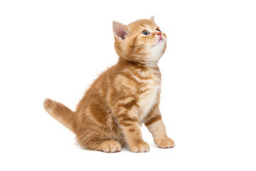 Obraz premium Small striped kitten looking up