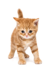 Small striped kitten breed British marble