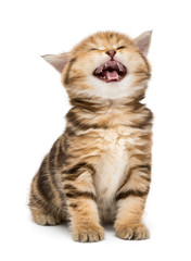 Small striped kitten breed British marble