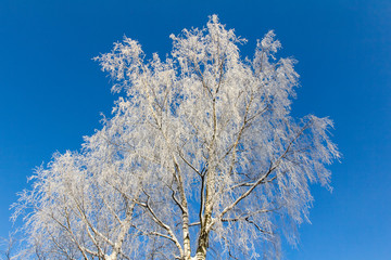 birch covered with hoarfrost