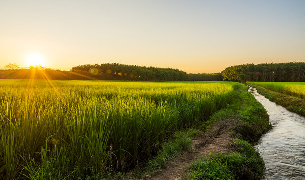 Rice field with sunrise or sunset in moning light