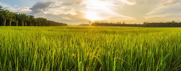 Abwaschbare Fototapete Land Reisfeld mit Sonnenauf- oder -untergang im Moninglicht