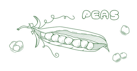 Hand drawn sketch peas. Outline style peas icon. Green pods of sweet pea. Farm market product, Vector organic eco food. EPS10