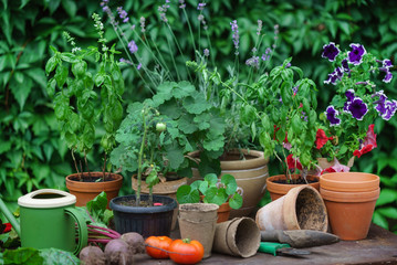 Fototapeta na wymiar summer garden with vegetables