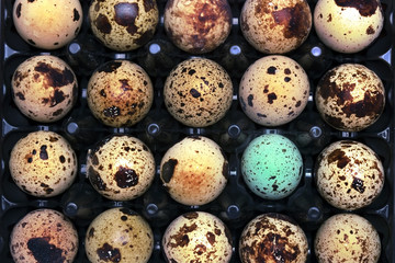 A photo from above of small uncooked quail eggs and blue thrush egg. An overhead photo of quail eggs, Easter rustic background. I like Healthy lifestyle, healthy eating food concept.