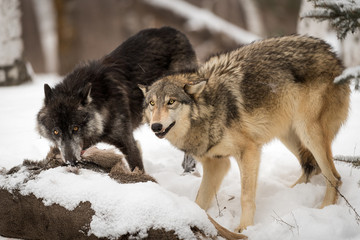 Black Phase and Grey Wolf (Canis lupus) Look Up From Deer Carcass