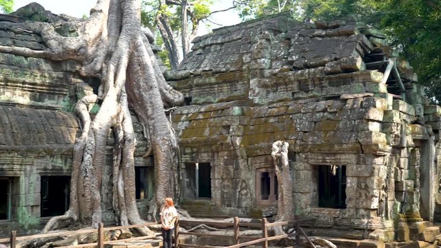 Steadicam pitching down a large banyan tree to reveal a tourist standing in front of Ta Prohm having her picture taken.