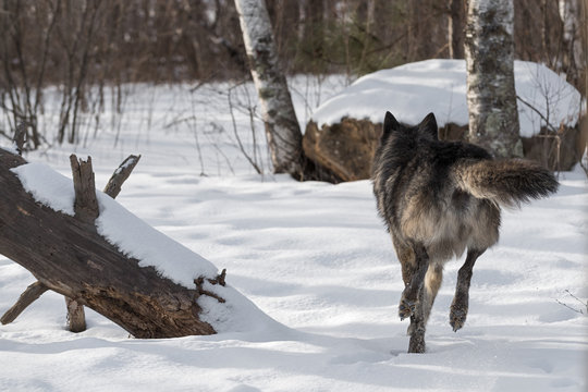 Fototapeta Black Phase Grey Wolf (Canis lupus) Runs Away