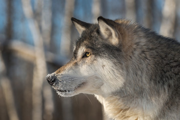 Fototapeta premium Grey Wolf (Canis lupus) Winter Profile Left