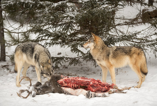 Two Grey Wolves (Canis lupus) at Deer Carcass