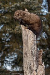 Fisher (Martes pennanti) Bares Teeth