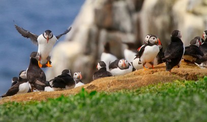 Atlantic Puffin