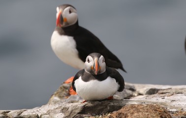 Atlantic Puffin