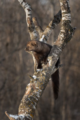 Fisher (Martes pennanti) Looks Left From Tree