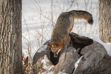 Grey Fox (Urocyon cinereoargenteus) Looks Into Log