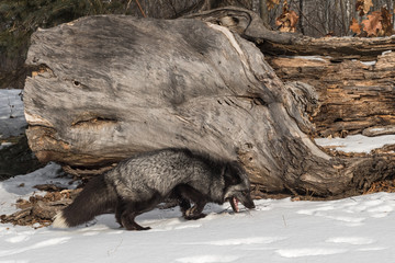 Silver Fox (Vulpes vulpes) Nose Down Near Log